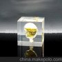 透明树脂标本，水晶胶内埋