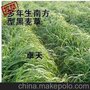 多年生南方型黑麦草,鸡鸭鱼鹅牛羊等牲口专用牧草种子,价15元