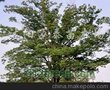 供应红瑞木100万、木槿、紫薇