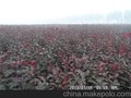河北紫叶矮樱 沙地柏种植基地