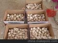 普白大蒜5.5cm出口