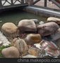 鹅卵石 大型鹅卵石 鹅卵石