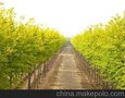 河北金叶榆  金叶榆金叶榆价格  金叶榆基地金叶榆小苗