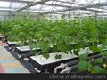 PC阳光板温室大棚 质保十年 只因我们专注30年