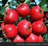 供应沂蒙山山楂