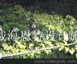 供应金标玉簪
