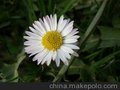 青州大量供应雏菊 金盏菊各种草花苗木等等价格便宜