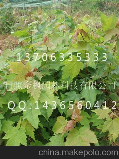 美國改良紅楓小苗管理技術(shù) 出售美國紅楓樹小苗 美國改良紅楓市場行情圖片