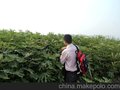 无花果树苗 园林绿化优质苗木