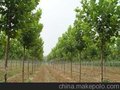 山东较大的法桐种植基地专供应造型法桐您的放心之选