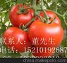 供应以色列瑞特红果番茄种子