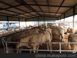 利木贊 西門塔爾牛批發(fā)小牛犢肉牛價(jià)格圖片