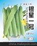 银星一号F1黄瓜种子/潍坊黄瓜种子
