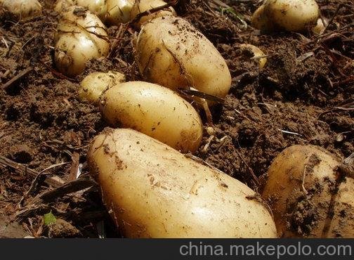 甘肅金農(nóng)豐源土豆種子費(fèi)烏瑞它2014春季馬鈴薯種薯現(xiàn)可預(yù)定圖片