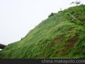 植被混凝土绿化报价