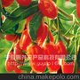 供应杞妃御品 新鲜枸杞