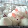 特价供应兔笼子