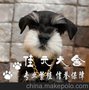 出售纯种高智商雪纳瑞幼犬 毛色亮丽品相有保证