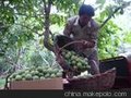 陕西优质香菱核桃种植基地香菱核桃产地价格行情