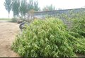 低价出售18公分的白蜡