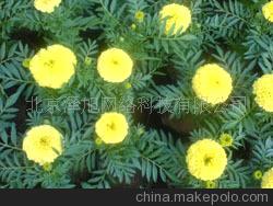 萬壽菊 萬壽燈 蜂窩菊 蝎子菊 黃橙--觀賞--花草樹木--青州花卉園圖片