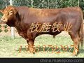 山东供应牛羊杂交肉牛犊，改良肉牛犊