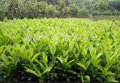 河南园林绿化苗木基地供应法国冬青、杜鹃、南天竹、红叶石楠