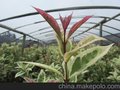 供应花友之家001905品种茶花批发