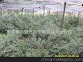 优质香榧苗 嫁接苗 树 香榧苗木 香榧盆景嫁接苗3年（2+3）