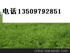 供應(yīng)棗樹苗 優(yōu)質(zhì)棗樹苗 種植嫁接棗樹苗 棗樹苗價格 山西棗樹苗基地圖片