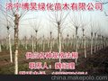 江苏徐州3公分法桐2014最新价格