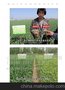 供应迈乐肥业玉米专用肥 大豆专用肥 水稻专用肥 大豆专用肥厂家