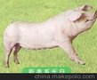 新美系种猪/老白干斯格猪供/新美系种猪/新美系种猪新美系种猪供应商