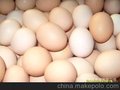 优质饲料喂养，环境生产，安全放心的新鲜鸡蛋