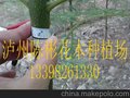 1-2Cm蓝花楹供应，蓝花楹苗，蓝花楹树，蓝花楹资料