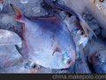 澳大利亚海鲜进口清关丨上海快的报关公司上海快的海鲜报关公司
