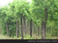 大量出售栾树 各种规格的栾树 质量保证（图）