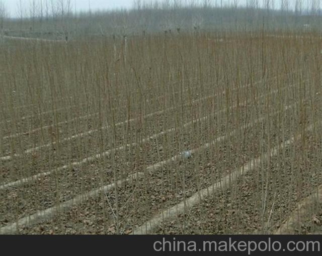 速生速生法桐小苗2012新報(bào)價(jià)圖片