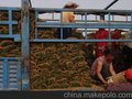 供应好草坪到栾城怡佳草坪基地南柴村