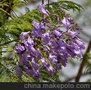 温江蓝花楹 新都蓝花楹供应 新津蓝花楹批发 南充蓝花楹价格