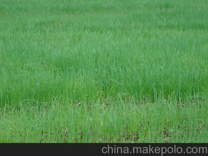 優(yōu)質(zhì)洋蔥種苗預(yù)訂電話(huà)/換頁(yè)培育洋蔥種苗/洋蔥苗子廠(chǎng)家圖片