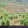 红豆杉批发供应