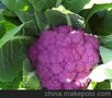 紫色花菜种子