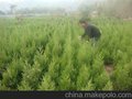 江苏蜀桧价格.蜀桧柏.蜀桧小苗.最新蜀桧苗价格.沭阳蜀桧价格