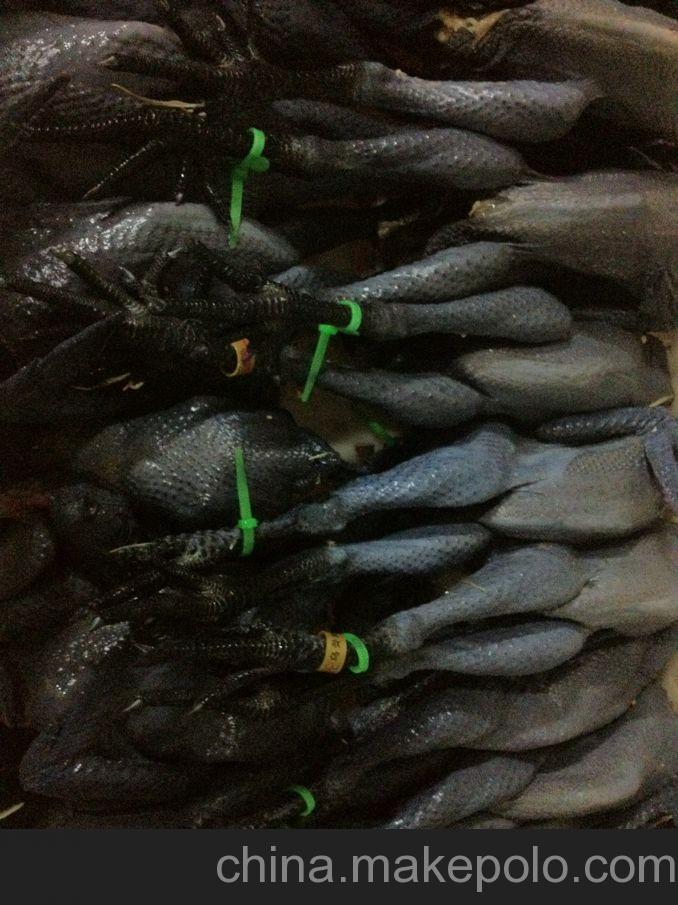 供應(yīng)冰鮮白條烏雞，蛋雞，肉雞，洋鴨，水鴨，老鴨等