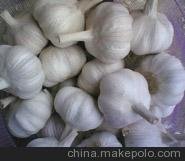金蒜大蒜種植基地圖 金農豐源大蒜種子價(jià)格 大蒜種子出口廠(chǎng)商圖片