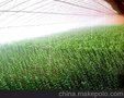 晨光新型温室大棚骨架  防虫网