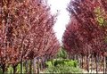 花灌木紫叶李