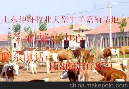 供純種肉牛犢改良肉牛犢雜交肉牛犢育肥肉牛犢圖片