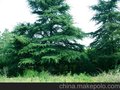 潢川园林绿化苗木基地供应雪松、广玉兰、桂花等绿化苗木